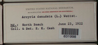 Arcyria denudata image